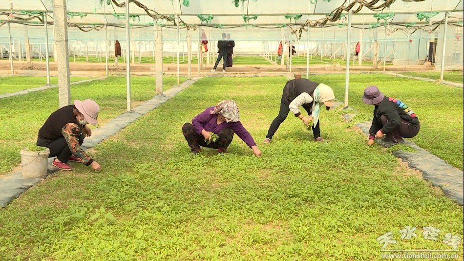 天水秦州区农业产业,秦州区现代农业发展