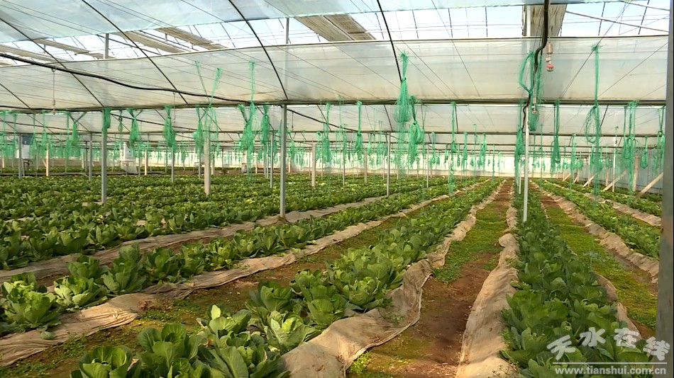 农业产业脱贫增收,秦州区全国农业绿色发展先行区