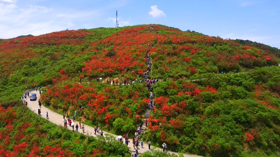 阳明山杜鹃花海永州,2024年阳明山杜鹃观赏时间