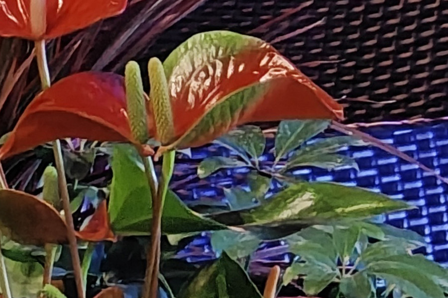 小米13ultra和oppofindx6pro拍照谁更强,oppofindx6pro对比小米13ultra人像拍照