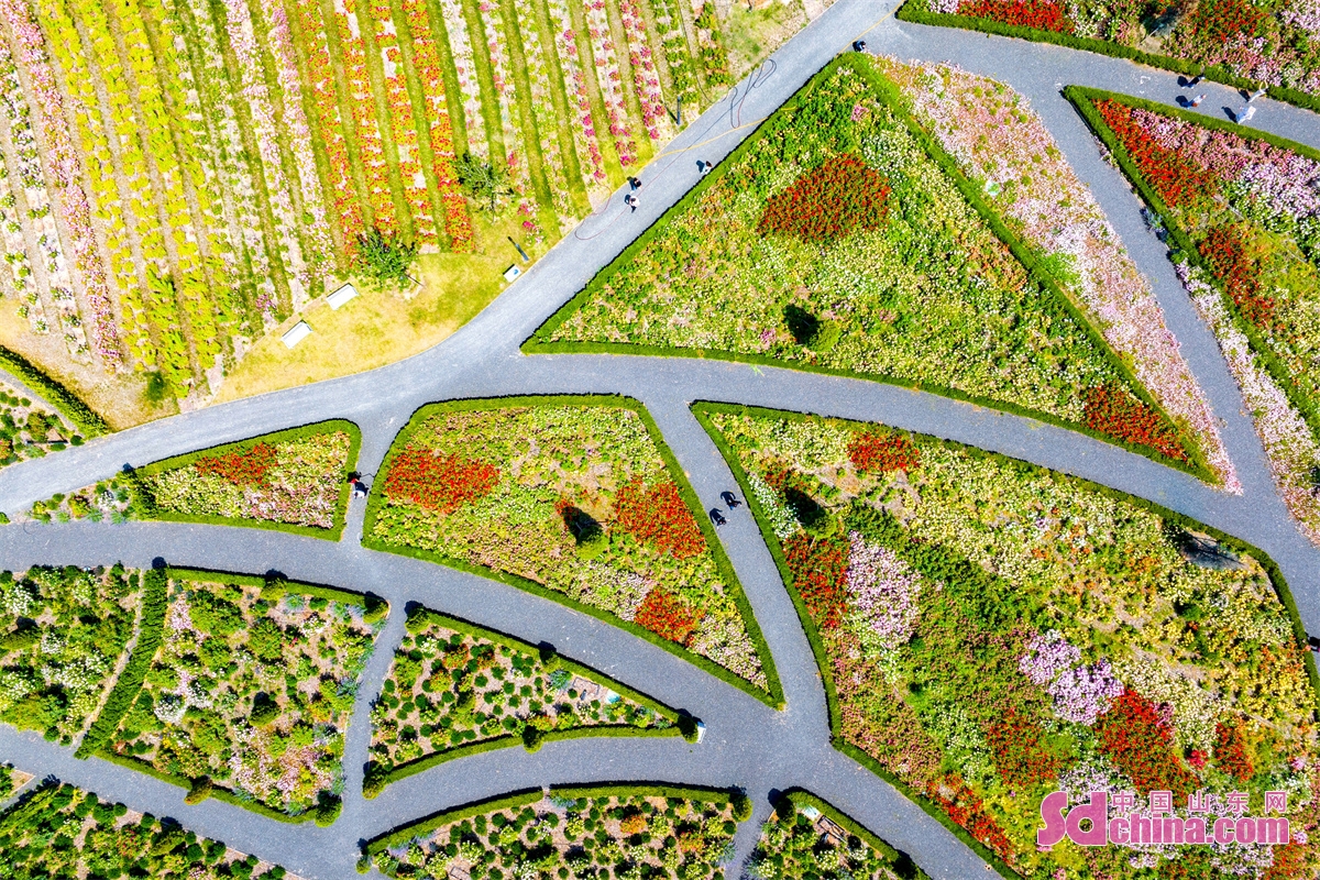 青岛开满玫瑰花的地方,青岛400亩花海惊艳盛开