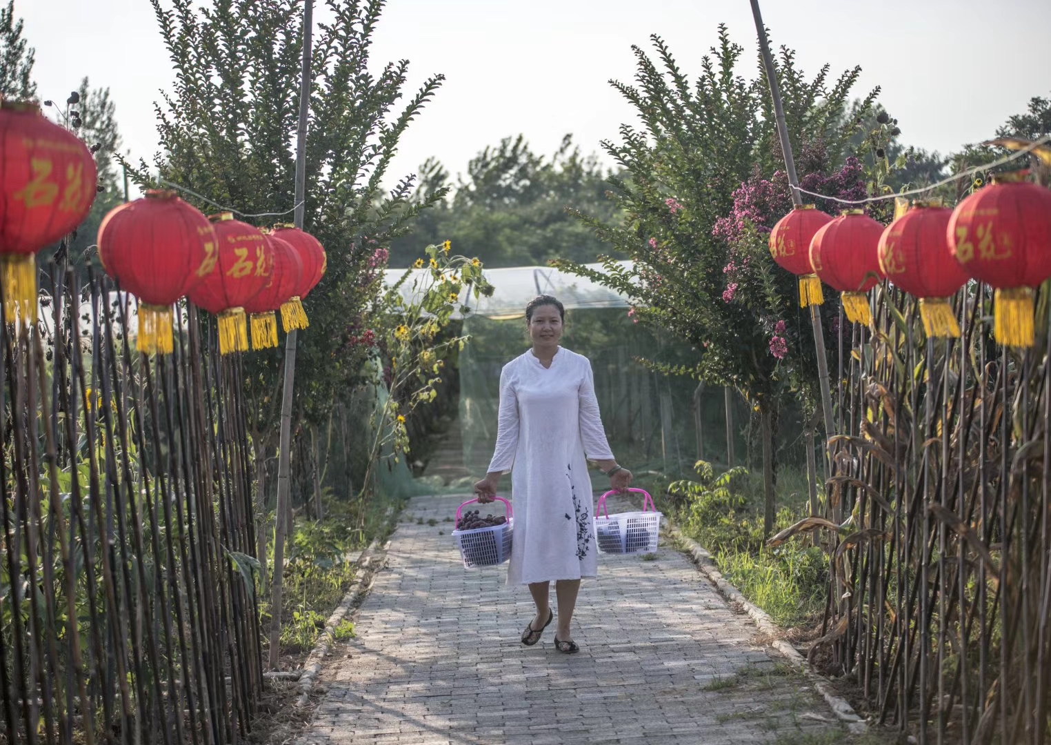 回乡创业葡萄园,吴珍的创业经历