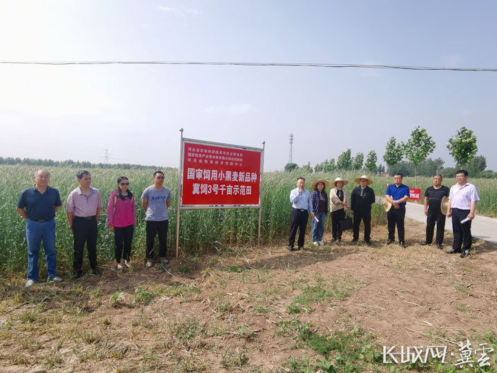 冀饲3号饲用小黑麦新品种观摩会在衡水举办