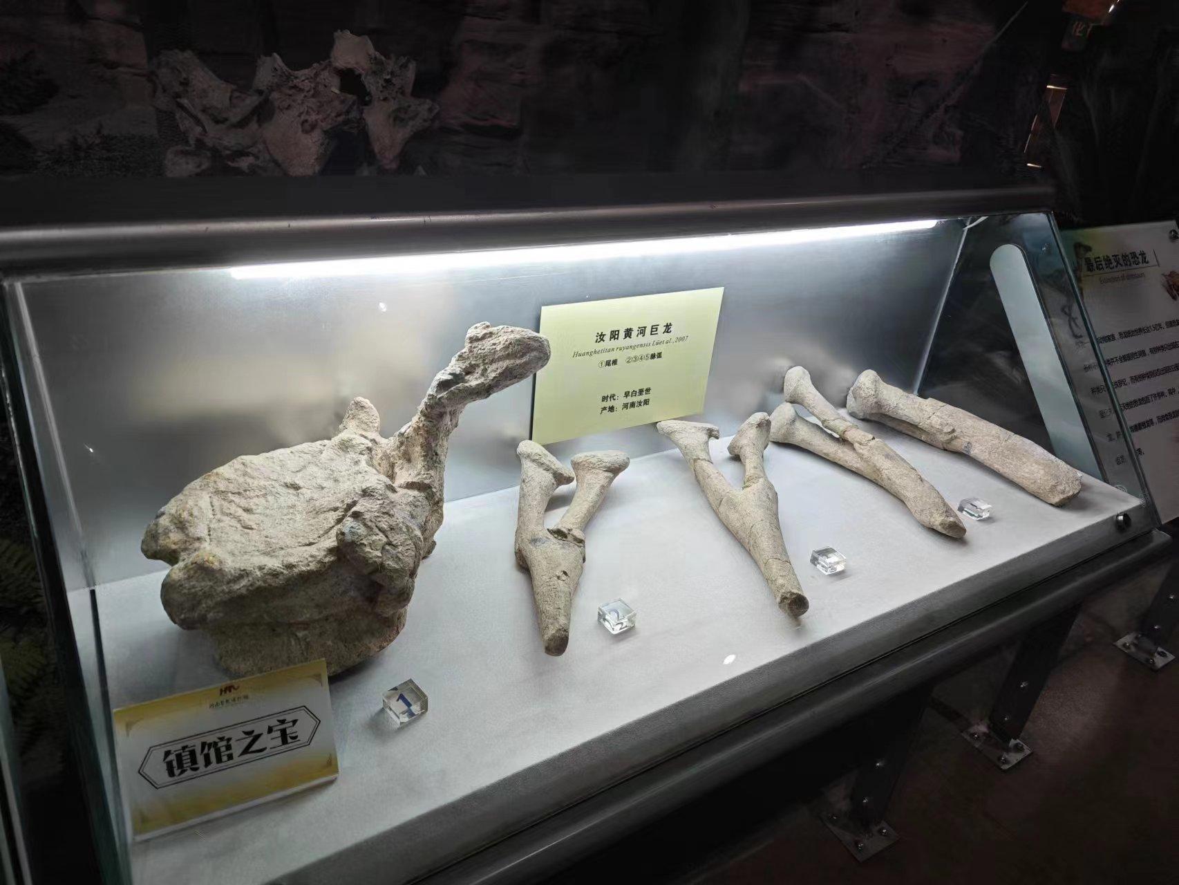 带你走进郑州自然博物馆,郑州有哪些带有恐龙化石的博物馆