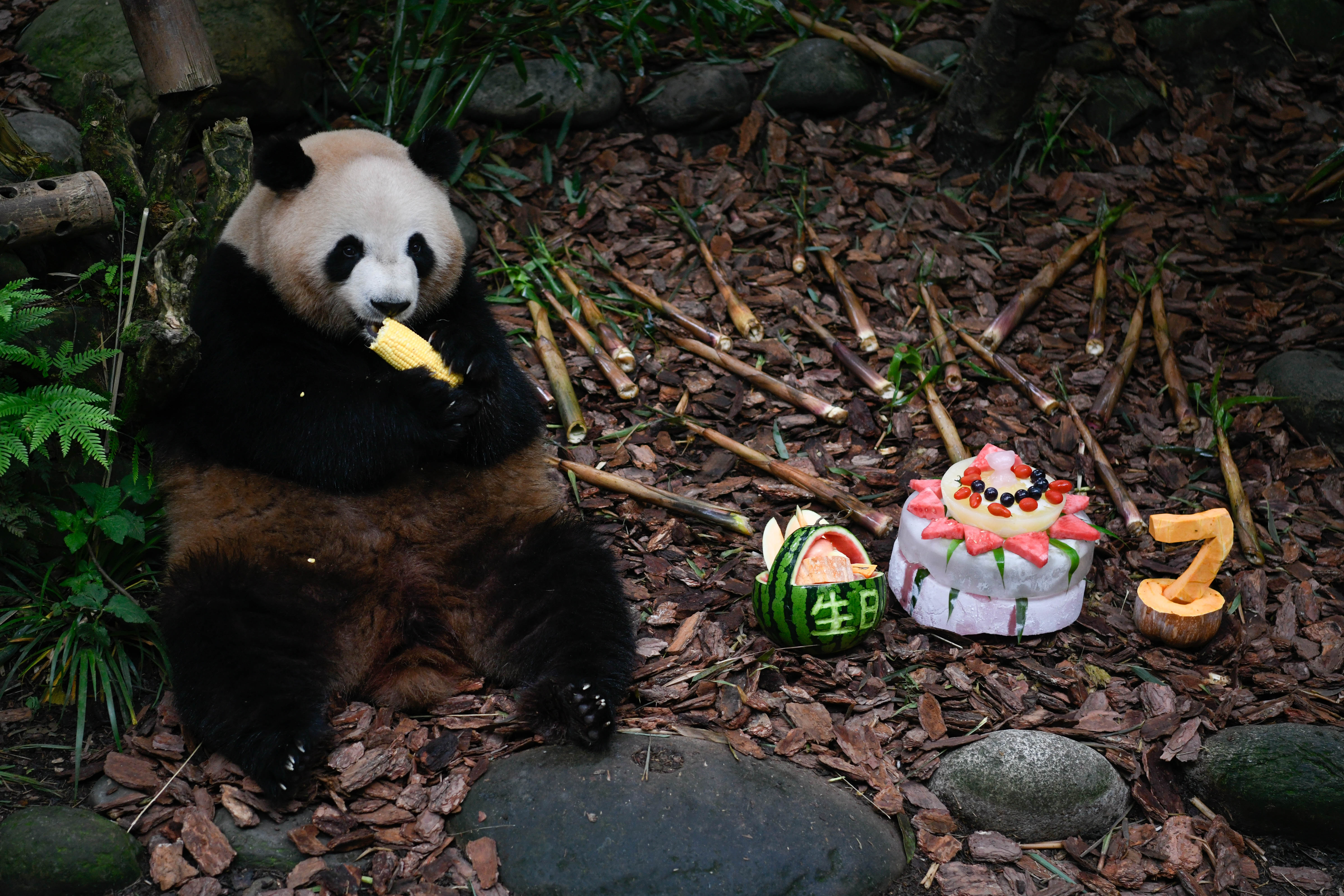 大熊猫梅兰笑声居然这么粗犷,大熊猫梅兰为什么跟着大娇