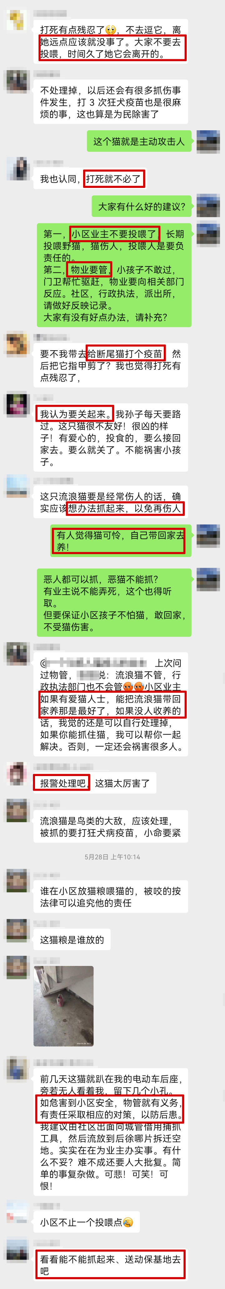 野猫抓伤小孩,抓伤的小猫