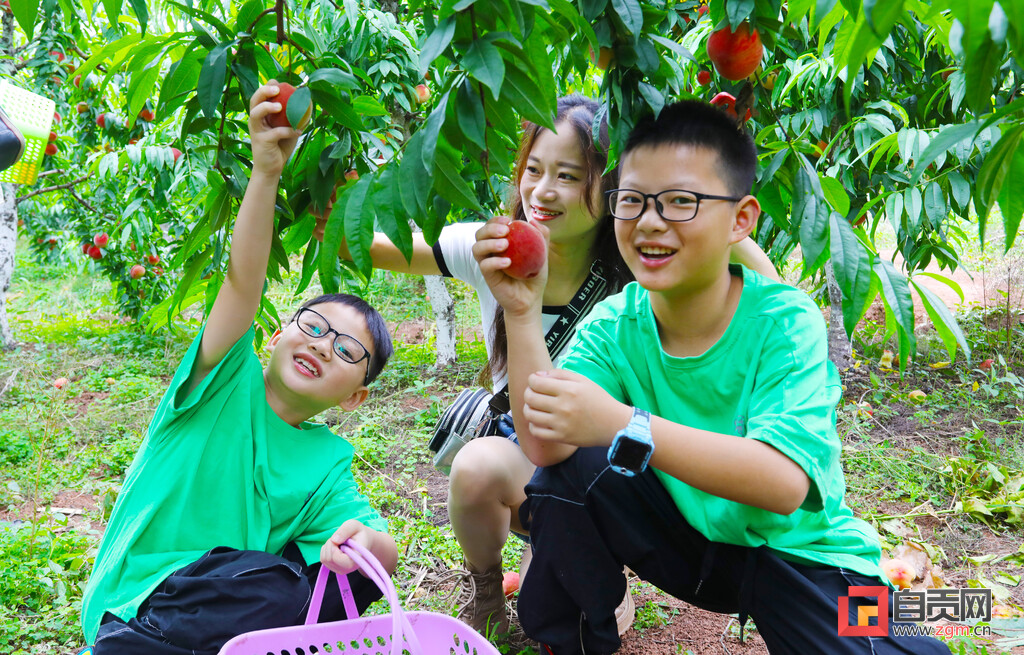自贡新闻壮大村集体经济,一村一策制定发展思路