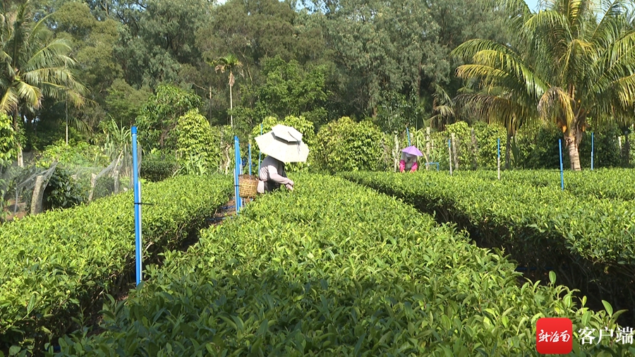 我和我的自贸港·收入|返乡新农人陈英樱：家庭作坊“炒”出致富“金叶子”