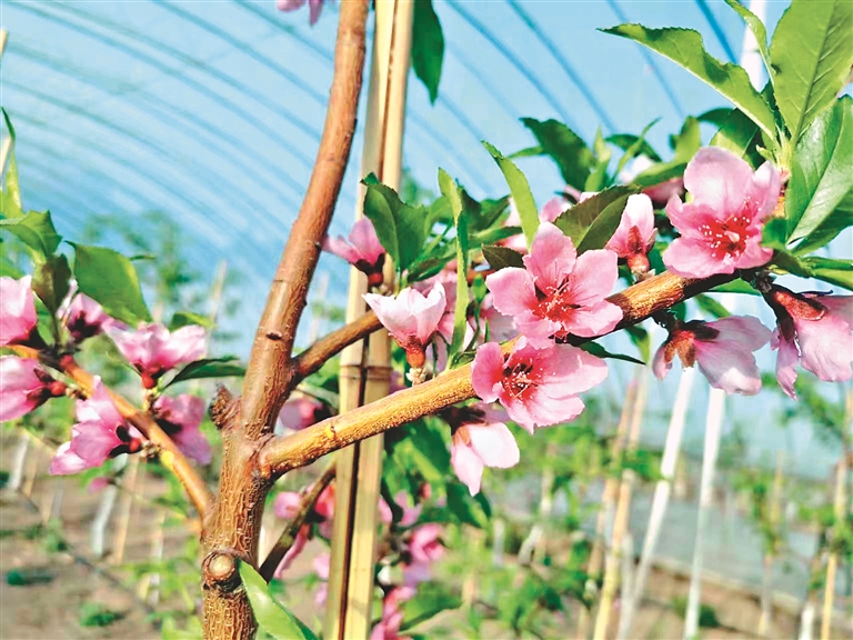 尚志管局寒地种出致富果