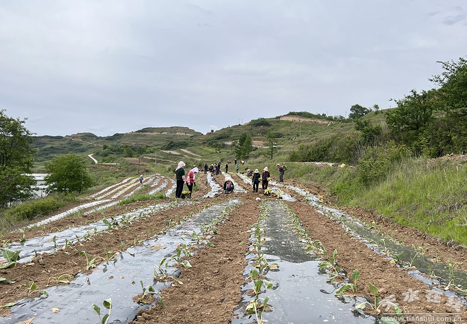 高原蔬菜增收致富,高原夏菜种植成功