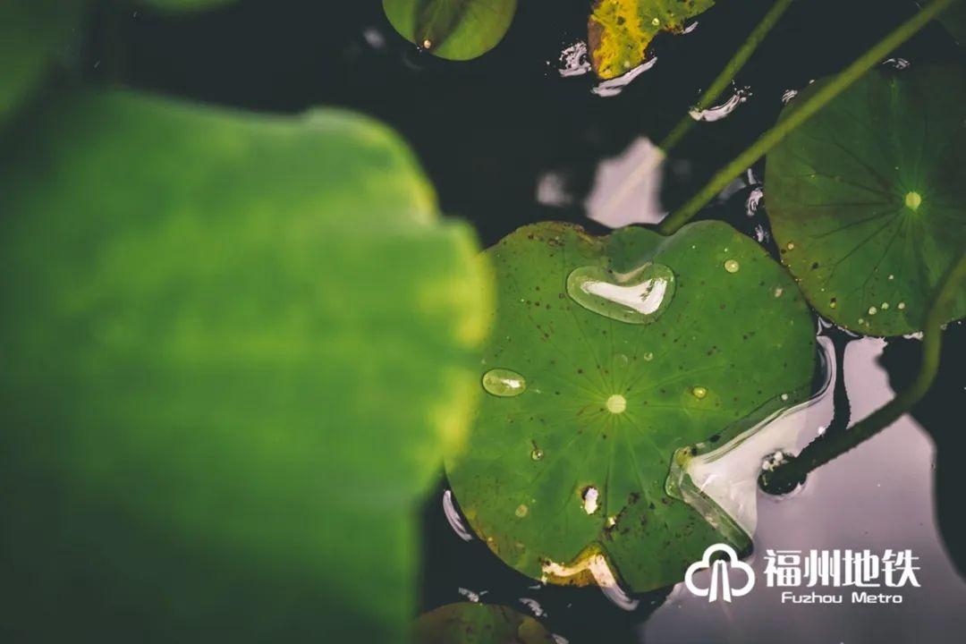 福州地铁4号线花海公园站出入口,福州琴亭湖公园地铁