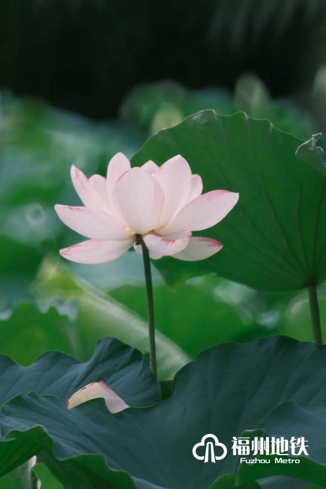 福州地铁4号线花海公园站出入口,福州琴亭湖公园地铁