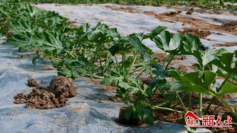 武山蔬菜简介,武山人文历史