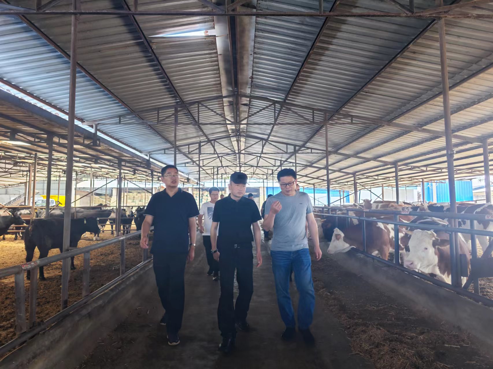 肉牛产业项目带动脱贫,推动牛产业高质量发展实施方案