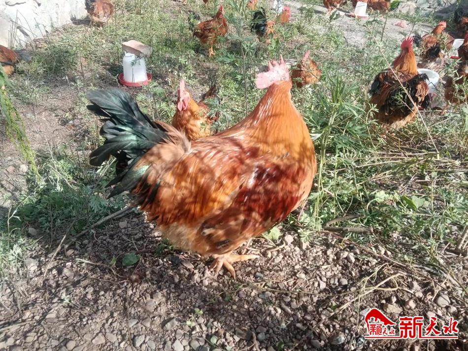 农村创业养殖林下生态散养鸡,养殖鸡带动贫困户致富