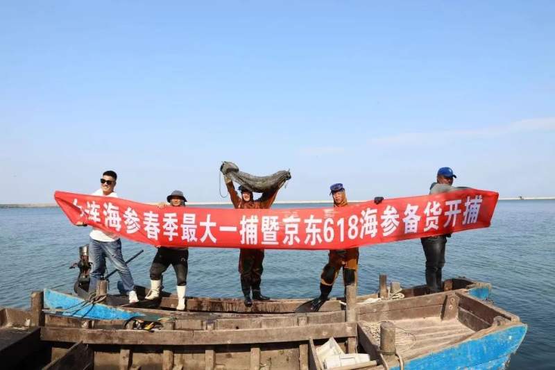 大连海参市场大头淡干参稀缺,大连参行家淡干海参多少钱一斤