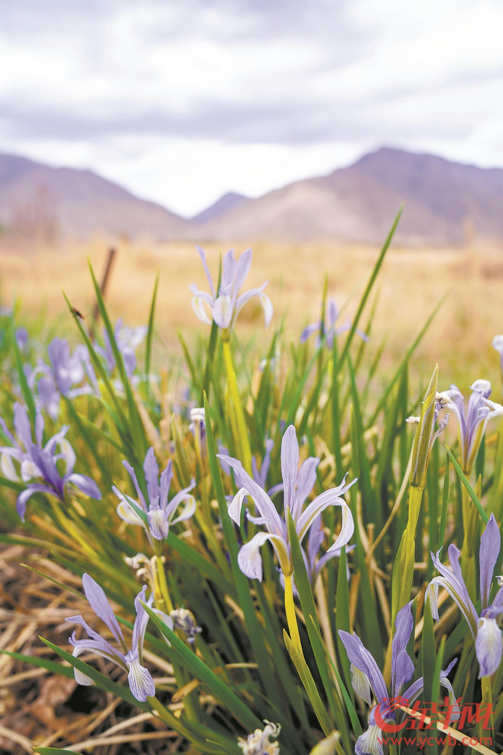 重返马兰——“战斗在罗布泊的广东人”时隔数十年回到“蘑菇云升起的地方”