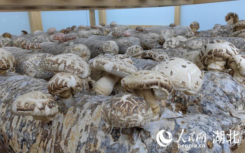 小香菇撑起大产业临汾,小香菇致富大希望