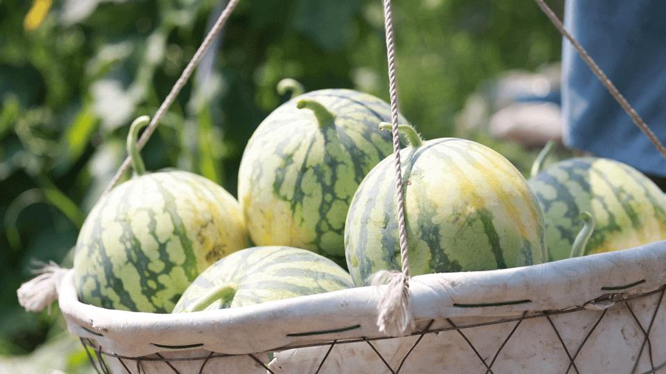 华容区*团蒲**乡，瓜瓜甜到冒泡