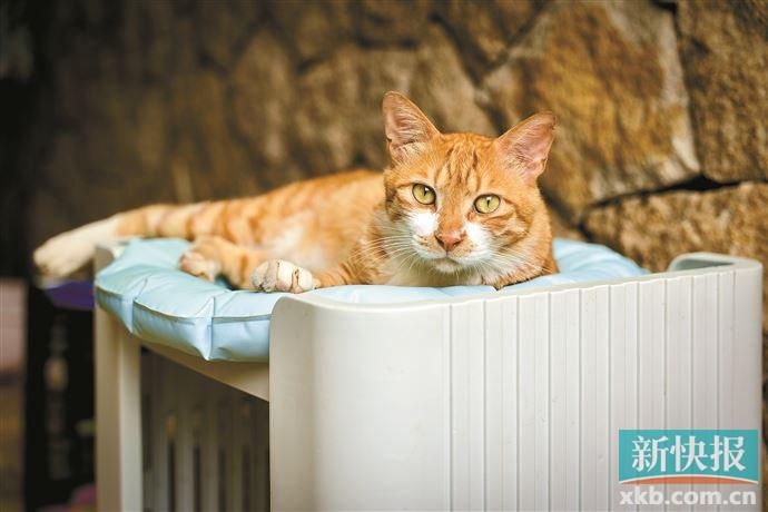 新手养猫如何让你家猫少生病,怎么养猫预防猫生病