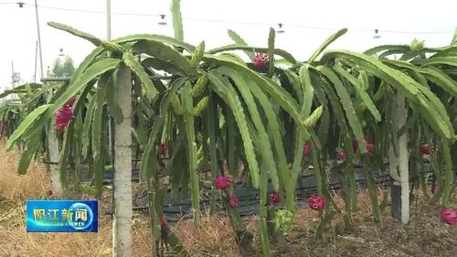 红丰镇塘角村：“小品种”升级“大产业”推动村集体经济高质量发展