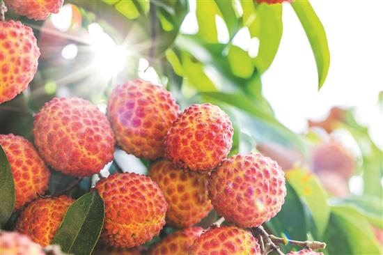 荔枝树边架起直播间，“电商助农”迎丰收