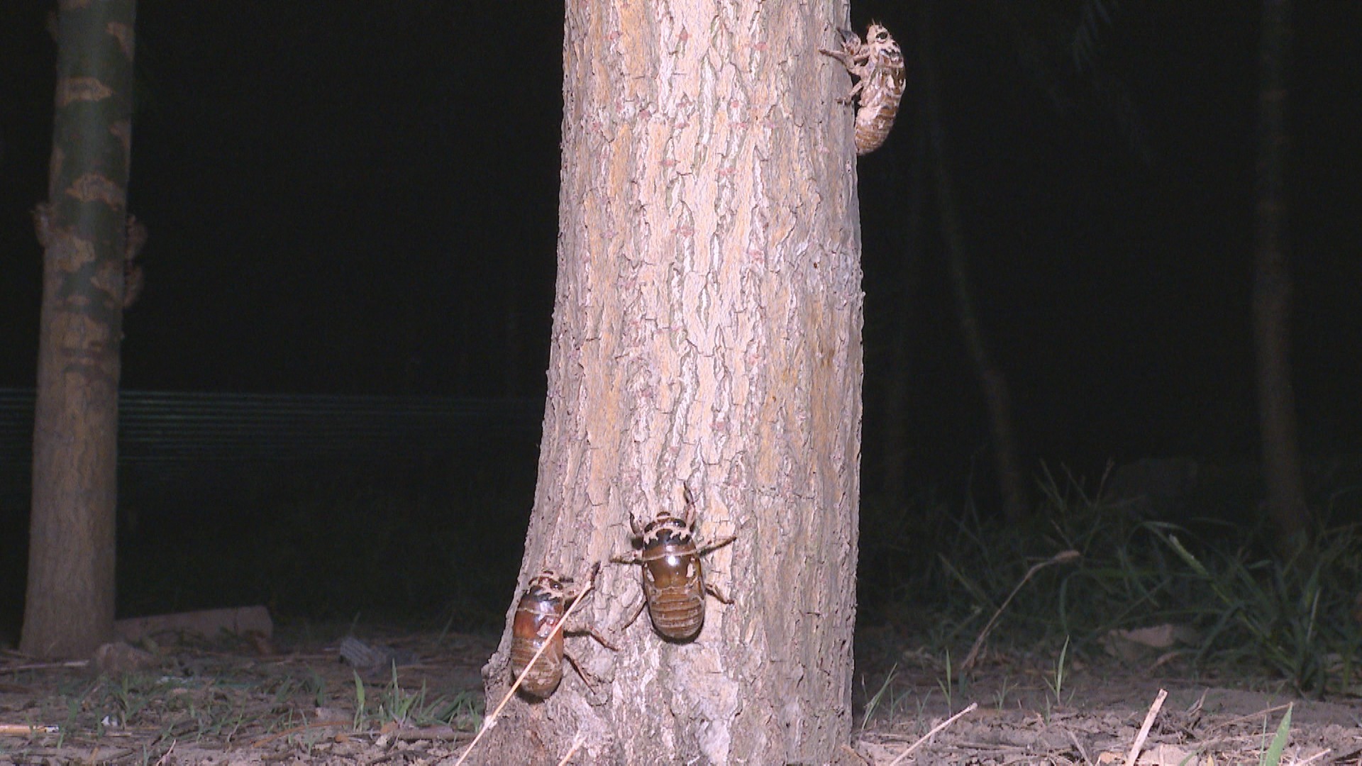 养殖金蝉一亩地投资多少钱合适,扶沟亚伟金蝉养殖基地