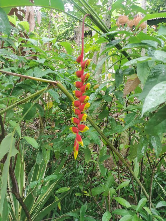 从西双版纳到老挝琅勃拉邦