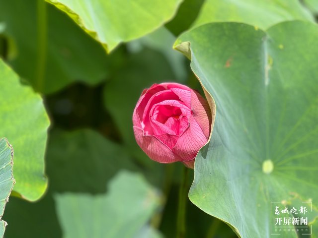 昆明翠湖公园荷花,赏荷花昆明最佳地方