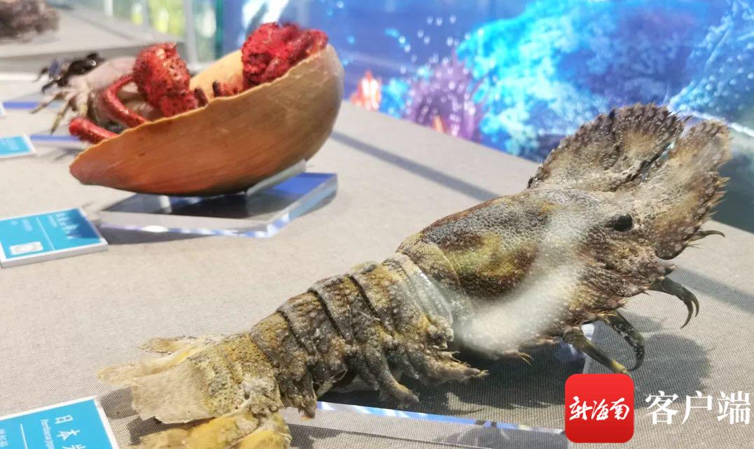 海南暑假旅游攻略自由行,海南研学亲子游