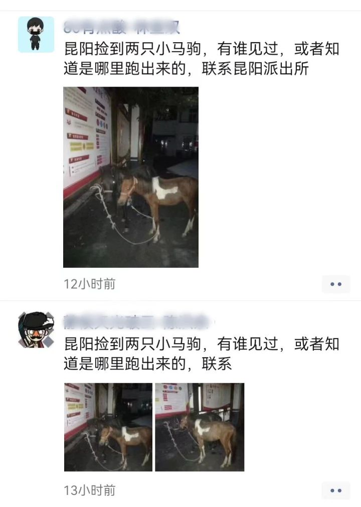 凌晨时分，2匹小马出没温州街头，民警化身“赶马倌”
