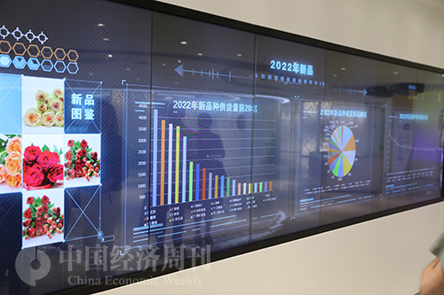 云南最大的鲜花拍卖市场,世界第一大鲜花拍卖市场