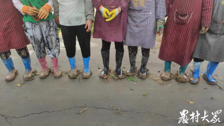 三农种植火龙果,三农火龙果种植技术