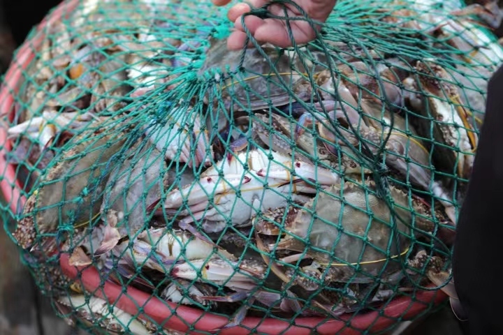 舟山梭子蟹选购方法,舟山梭子蟹带货第一