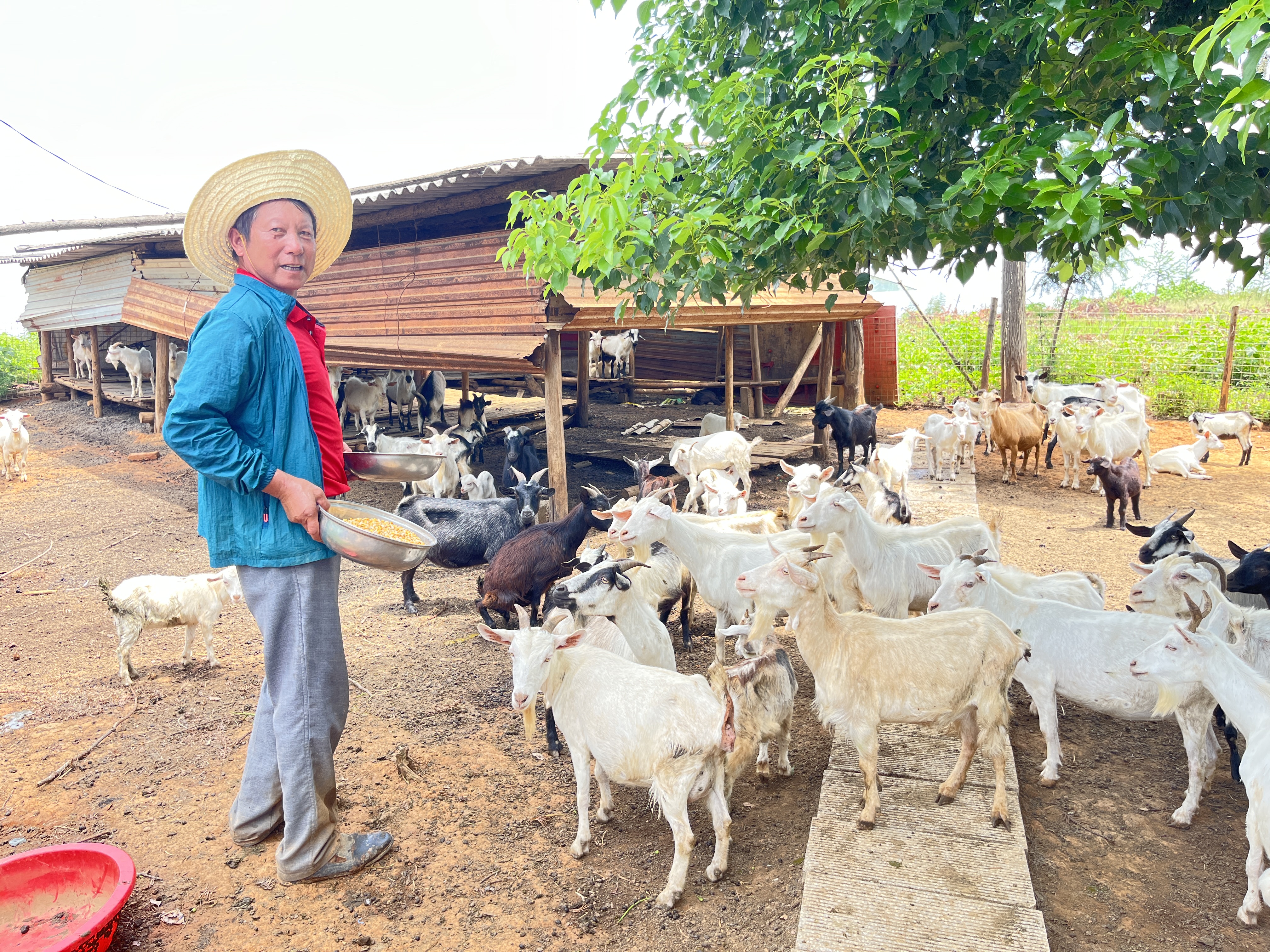 18年，咸安六旬农夫陈安晚造出“田园梦”