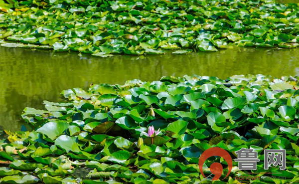 枣庄科技职业学院网站,枣庄科技职业学院官网首页
