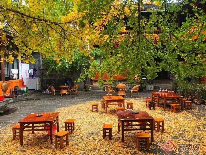 云南银杏熟了,云南银杏落叶