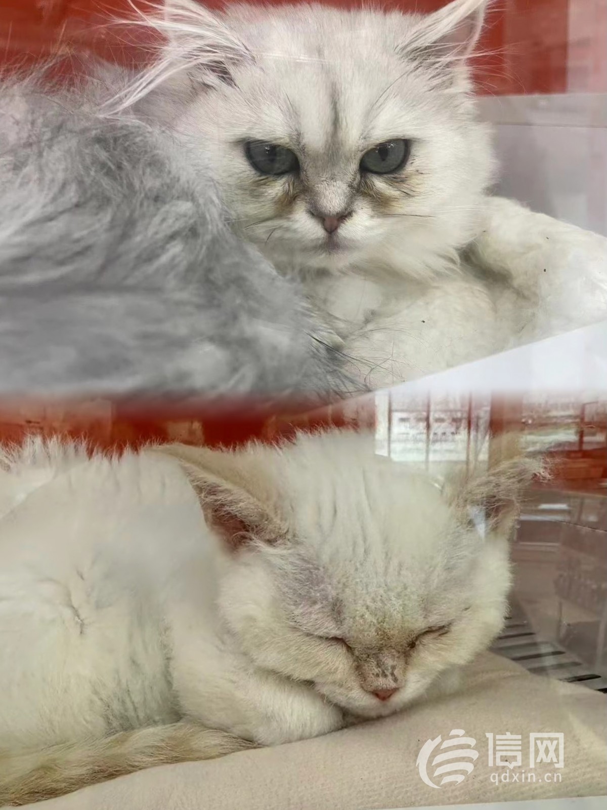 免费领养猫咪骗局被判刑,免费领养的猫猫都是什么套路