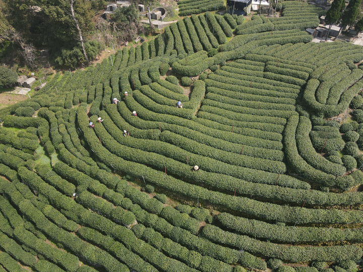 杭州西湖龙井茶开采,杭州西湖龙井零星开采