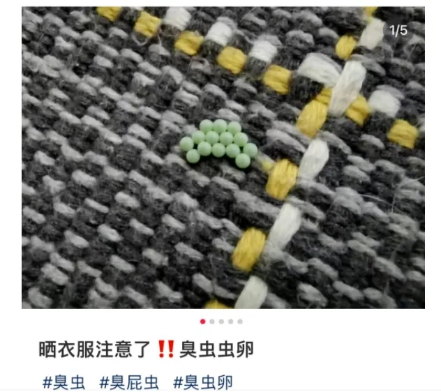 专家衣服上发现荔蝽虫卵要当心,荔蝽虫卵怎么预防