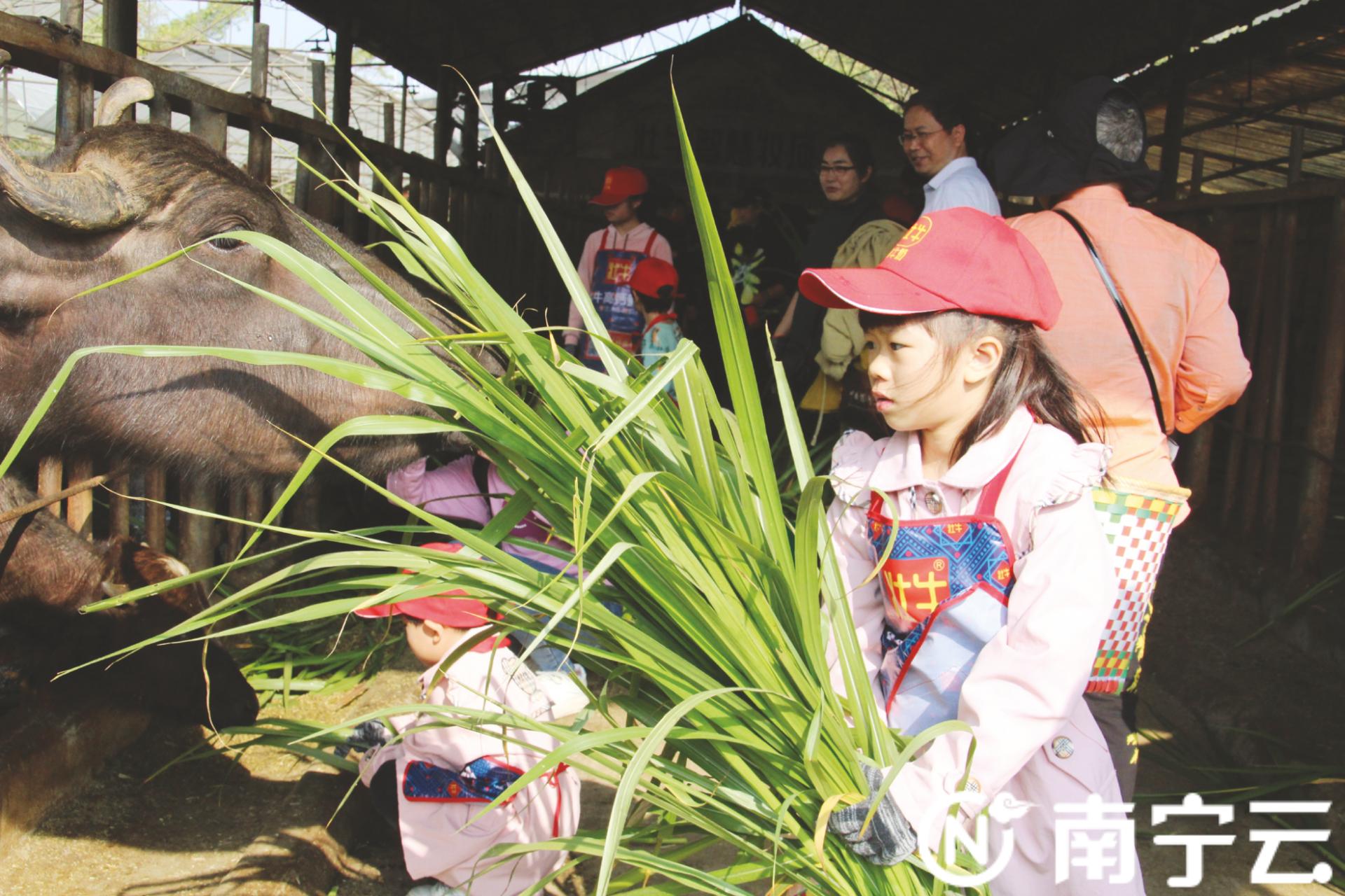 南宁开展“中国水牛乳之都”文化节活动水牛奶“加盟”新式茶饮俘获游客心