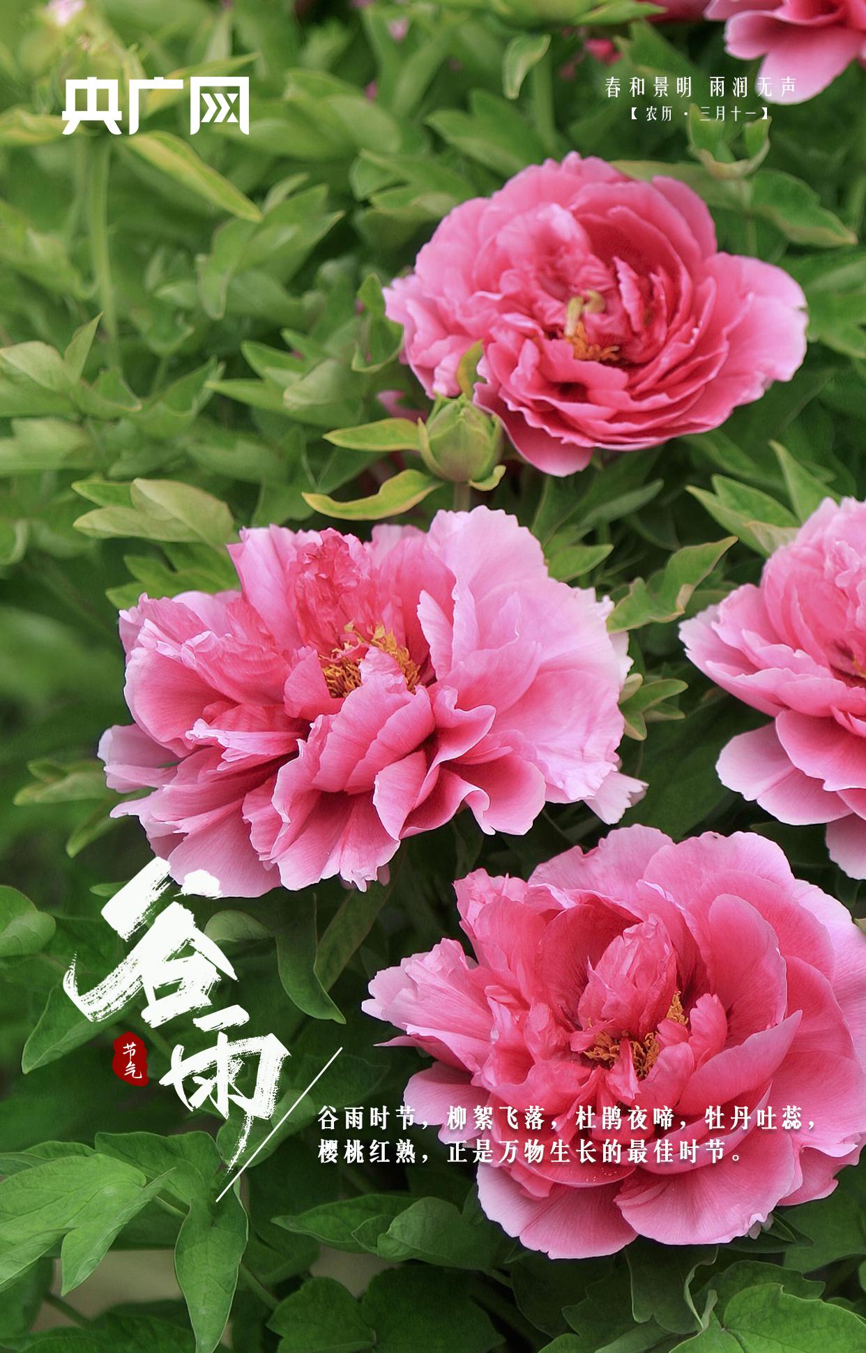 谷雨暮春,谷雨谷雨