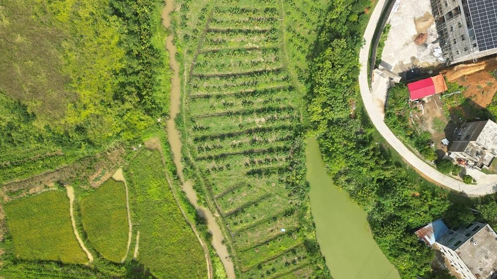 无花果新品种梦幻甜蜜,新田无花果专卖店