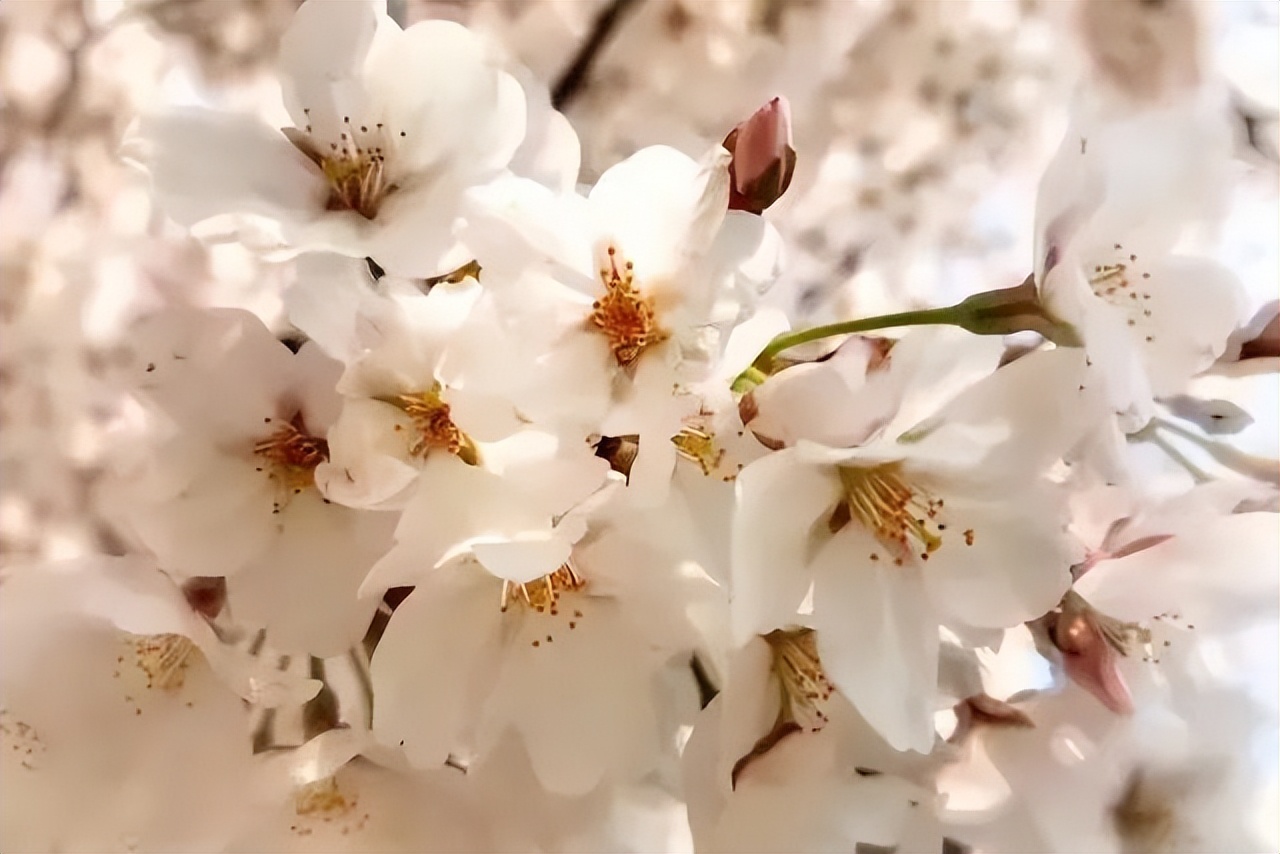 潍坊哪里的樱花最好,潍坊樱花大道在哪里