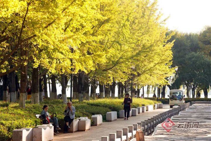 云南银杏熟了,云南银杏落叶