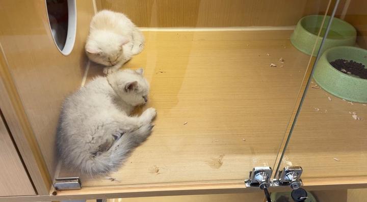 免费领养的猫可以退吗,免费领养的猫但是要支付宝500积分