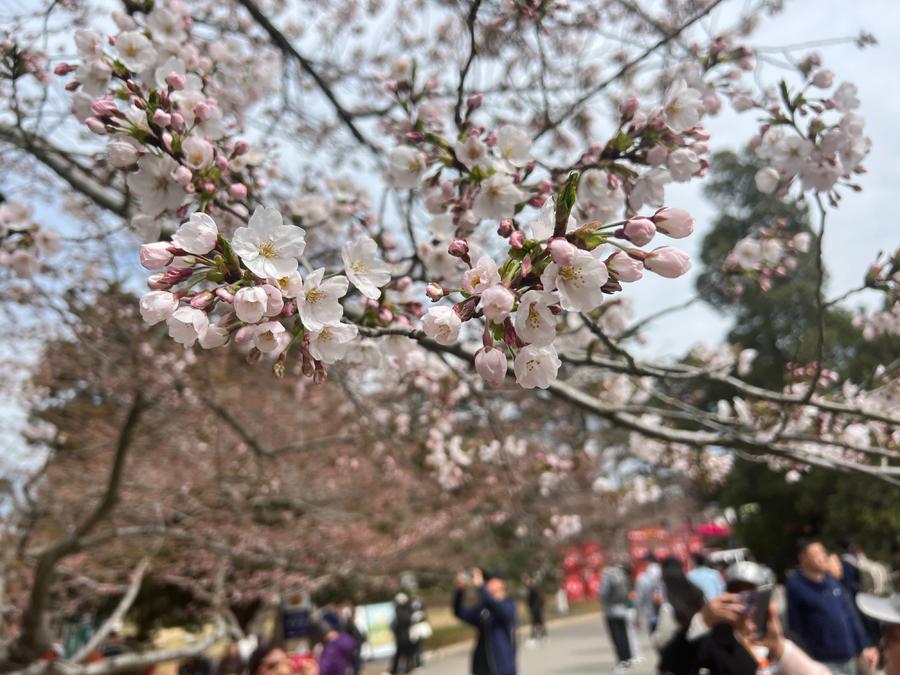 人文青岛特别策划|人间四月天，芳菲山海间——春花漫天遍野，追溯青岛花海背后的人文气息和吸引力法则