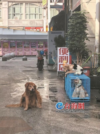 厦门宝宝接种疫苗,厦门哪里有给毛孩子打疫苗的地方